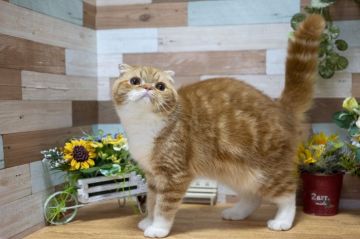 スコティッシュフォールド(折れ耳)【北海道・男の子・2018年12月20日・レッドタビー&ホワイト（短毛）】の写真「ブサカワで性格もとても良い子です🎶とても懐いてます」