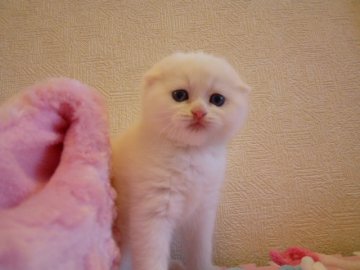 スコティッシュフォールド【北海道・女の子・2013年4月7日・ホワイト(折耳)（短毛）】の写真「」