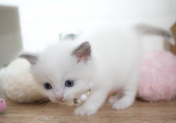 ラグドール【北海道・女の子・2016年10月18日・チョコレートポインバイカラー】の写真「両親チャンピオン♪」