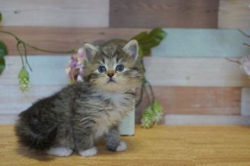 サイベリアン【北海道・男の子・2020年2月26日・ブラウンタビー&ホワイト】の写真「元気な子♪優良血統♪」