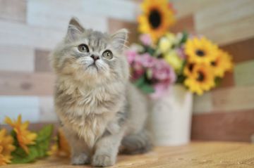 セルカークレックス【北海道・女の子・2020年4月13日・ブルー（長毛ストレート）】の写真「元気で陽気な女の子♪」