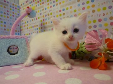 マンチカン【北海道・女の子・2013年7月12日・ホワイト(父猫グランドチャンピオン)（長毛？）】の写真「」