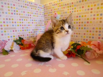 マンチカン【北海道・女の子・2013年6月11日・ブラウンマッカレルタビー&ホワイト(母猫ダブルチャンピオン)（短毛）】の写真「まん丸顔のマンチカンです」