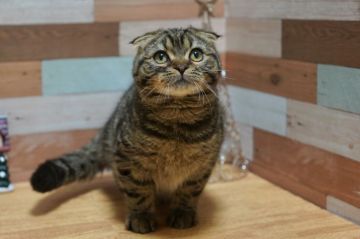 スコティッシュフォールド(折れ耳)【北海道・男の子・2019年10月17日・ブラウンタビー（短毛）】の写真「お耳ぺったんこです♪」