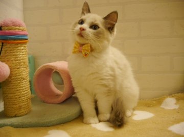 ラグドール【北海道・女の子・2014年8月20日・ブルーポイントバイカラー】の写真「とても綺麗な柄です」