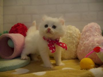 マンチカン【北海道・女の子・2014年11月24日・ホワイト（長毛）】の写真「お耳カール♡父猫グランドチャンピオン」
