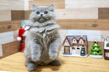 セルカークレックス【北海道・女の子・2019年8月31日・ブルー（長毛ストレート）】の写真「丸顔のかわいい子♪コロコロです。」