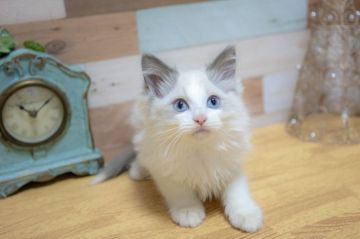 ラグドール【北海道・男の子・2018年11月17日・ブルーポイントバイカラー】の写真「イケメン君♪」