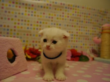 スコティッシュフォールド【北海道・男の子・2013年10月2日・ホワイト（短毛）】の写真「まん丸です」