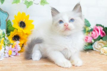ラグドール【北海道・女の子・2017年6月11日・ブルーポインバイカラー】の写真「チャンピオン系統♪美猫ちゃん♡」