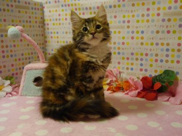 メインクーン【北海道・女の子・2013年7月20日・ブラウントービー&ホワイト(父グランドチャンピオン・母チャンピオン)（長毛）】の写真「」