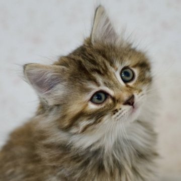 サイベリアン【北海道・女の子・2024年10月13日・ブラウンパッチドタビー&ホワイト】の写真「陽気な可愛い女の子🎵」