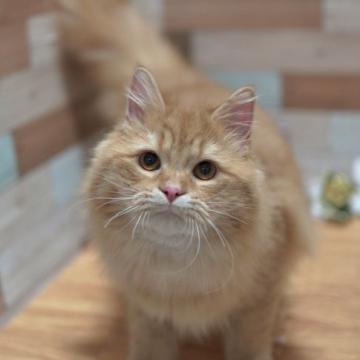 マンチカン(長足)【北海道・男の子・2022年4月4日・レッドタビー】の写真「ゴロゴロ可愛い🎵」