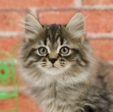 サイベリアン【北海道・男の子・2023年8月8日・ブラウンタビー】の写真「19日夜まで掲載予定です！」