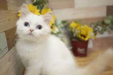 スコティッシュフォールド(立ち耳)【北海道・女の子・2019年2月23日・クリーム&ホワイトバン】の写真「癒し系♪人気のブルーアイ」