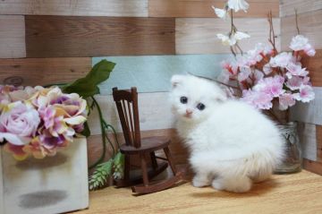 スコティッシュフォールド(折れ耳)【北海道・女の子・2020年3月13日・ホワイト】の写真「大人しめな子猫ちゃん♪」