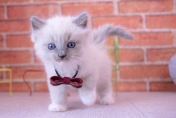 ラグドール【北海道・女の子・2017年3月29日・ブルーポイントミテッド】の写真「よちよちと可愛い♡」