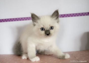 ラグドール【北海道・女の子・2015年5月20日・ブルーポイントミテッド】の写真「」