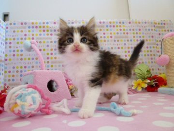 ノルウェージャンフォレストキャット【北海道・女の子・2013年6月12日・キャリコ(父猫グランドチャンピオン)】の写真「両親ともに良血統」