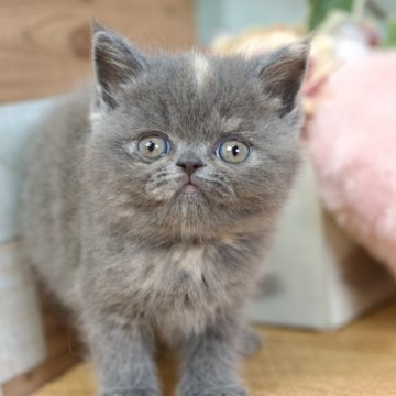 フォールデックス【北海道・女の子・2024年2月24日・ブルークリーム】の写真「つぶれ顔の可愛いフォールデックス🎶土曜日まで価格」