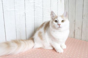 ラガマフィン【北海道・男の子・2019年6月19日・クリーム&ホワイト】の写真「ふんわり癒しのお顔♪」