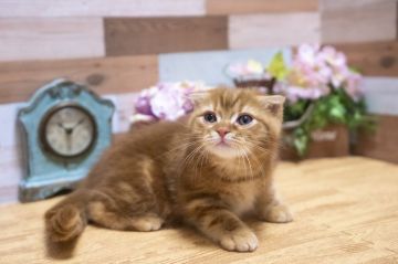 スコティッシュフォールド(折れ耳)【北海道・男の子・2019年3月2日・レッドタビー（短毛）】の写真「超可愛い子♡」