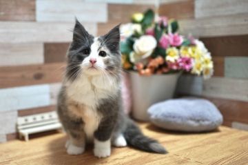 ノルウェージャンフォレストキャット【北海道・女の子・2021年6月6日・ダイリュートキャリコ】の写真「モフモフの女の子！」
