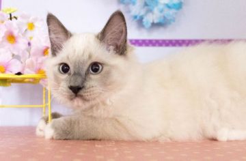 ラグドール【北海道・男の子・2015年2月11日・ブルーポイントミテッド】の写真「」