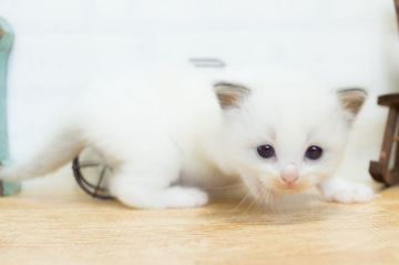 ラグドール【北海道・女の子・2017年6月11日・ブルーポインバイカラー】の写真「チャンピオン系統♪美猫ちゃん♡」