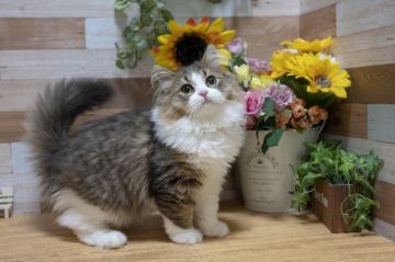 スコティッシュフォールド(立ち耳)【北海道・男の子・2019年6月24日・ブラウンタビー&ホワイト】の写真「元気のいいイケメン君♪」