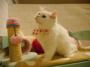 マンチカン【北海道・男の子・2014年11月24日・ホワイト（長毛）】の写真「お耳カール♡父猫グランドチャンピオン」