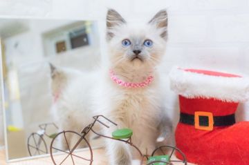ラグドール【北海道・女の子・2017年10月11日・ブルーポイントミテッド】の写真「チャンピオン系統♪美猫ちゃん♡」