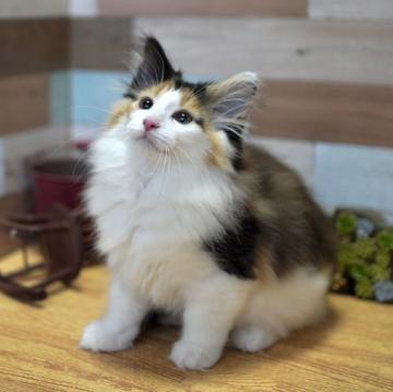 ノルウェージャンフォレストキャット【北海道・女の子・2022年4月22日・キャリコ】の写真「爽やか美猫ちゃん🎵」