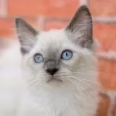 ラグドール【北海道・女の子・2024年7月2日・ブルーポイントミテッド】の写真1