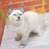 ラグドール【北海道・男の子・2022年5月31日・ブルーポイントミテッド】の写真1「2022.9.3撮影」