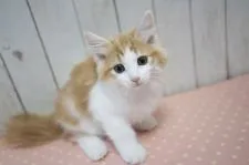 ラガマフィン【北海道・男の子・2019年6月19日・レッド&ホワイト】の写真2