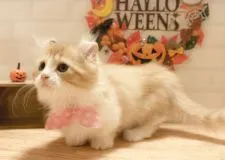 マンチカン【北海道・女の子・2015年6月1日・レッドタビー&ホワイト】の写真2