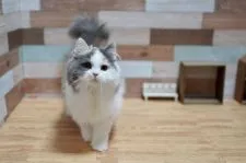 ラムキン【北海道・女の子・2021年6月9日・ダイリュートキャリコ】の写真3