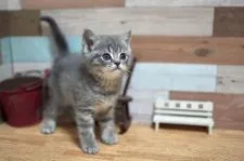 ブリティッシュショートヘア【北海道・男の子・2022年3月21日・ブルータビー】の写真3