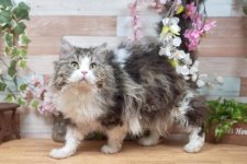 セルカークレックス【・男の子・2022年4月3日・ブラウンタビー&ホワイト】