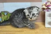 スコティッシュフォールド(折れ耳)【北海道・男の子・2023年4月14日・シルバータビー】の写真4