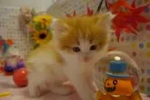 ノルウェージャンフォレストキャット【北海道・女の子・2014年8月17日・レッドタビー&ホワイト(父猫グランドチャンピオン)】の写真5