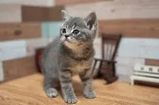 ブリティッシュショートヘア【北海道・男の子・2022年3月21日・ブルータビー】の写真5