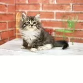 サイベリアン【北海道・男の子・2025年9月17日・ブラウンマッカレルタビー&ホワイト】の写真3