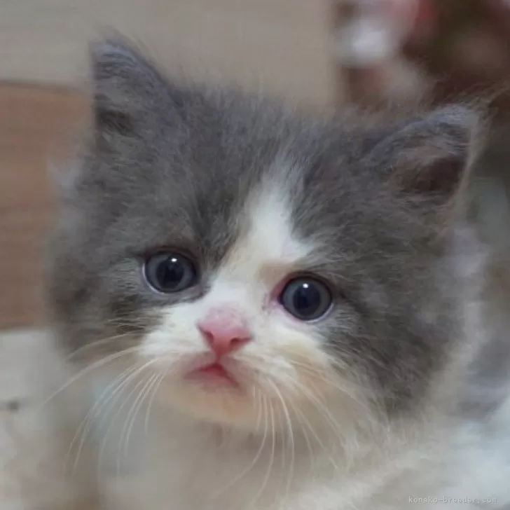 ID:2507-01426の子猫