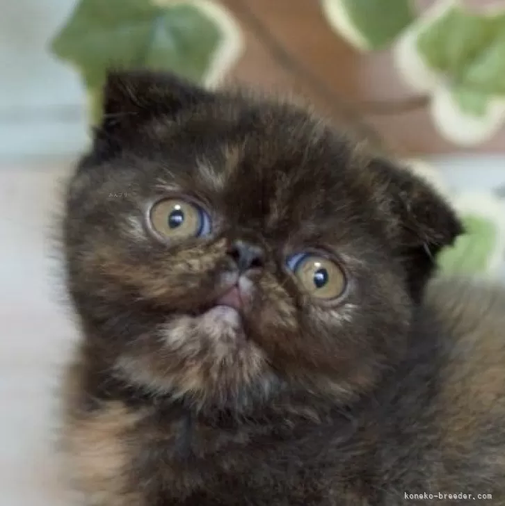 ID：2504-03137の子猫