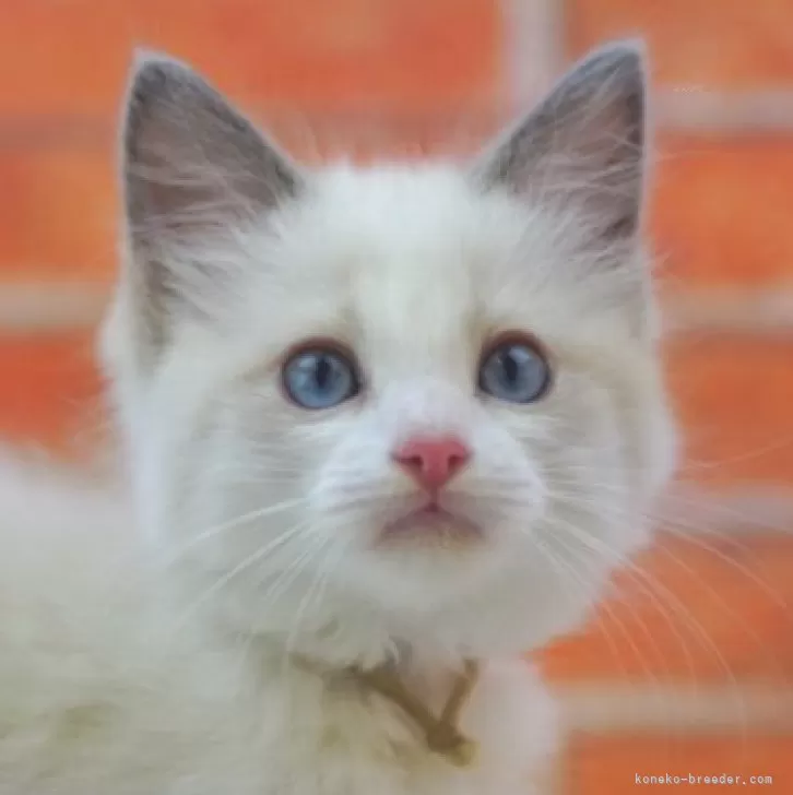 ID：2505-01296の子猫