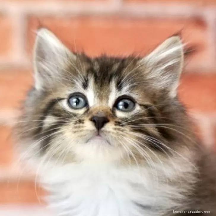 サイベリアン【北海道・男の子・2025年9月17日・ブラウンマッカレルタビー&amp;ホワイト】の写真1