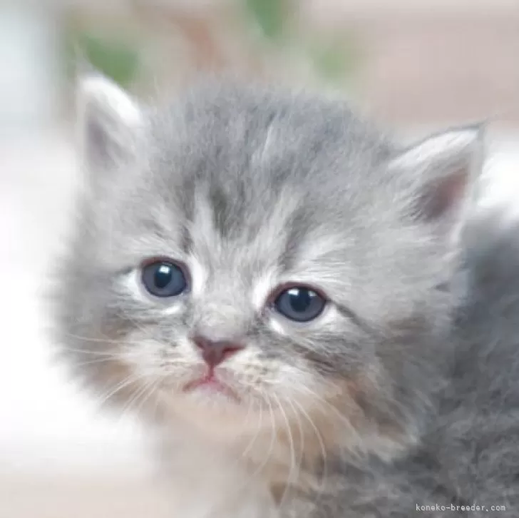 ID:2504-01641の子猫
