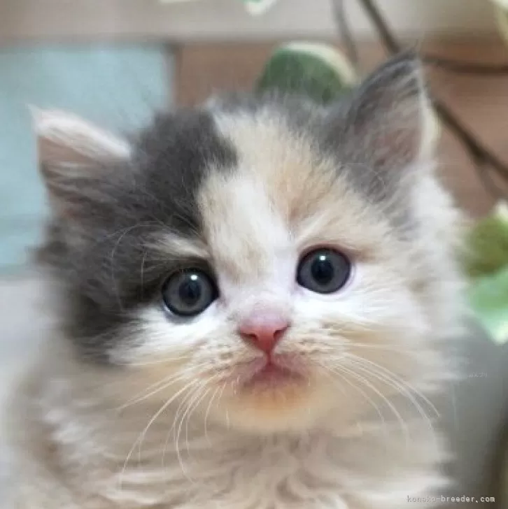 ID：2504-01643の子猫